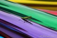 IMG_6712b