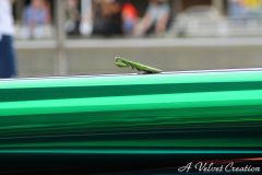 IMG_6721b