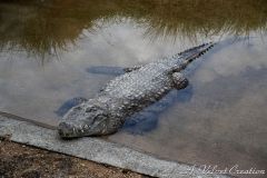 IMG_0003b