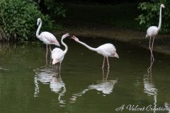 IMG_0023b