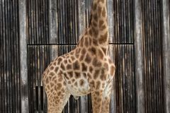 IMG_0025b