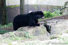 IMG_0071b