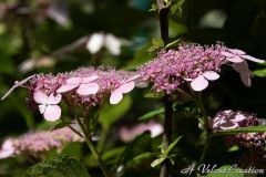 IMG_0090b