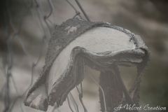 IMG_7998b